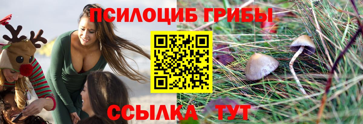 Псилоцибиновые грибы Psilocybe Белорецк